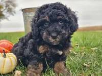 Bear, a male Havapoo for sale in Boyden, IA – 3 of 10