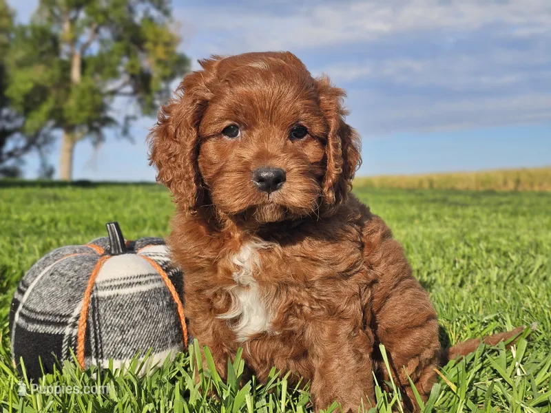 Jango – Cavapoo puppy for sale in Boyden, IA