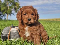 Jango, a male Cavapoo for sale in Boyden, IA – 1 of 10