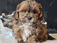 Maverick , a male Shihpoo for sale in Boyden, IA – Photo 8 of 10