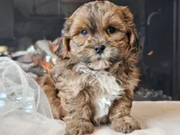 Maverick , a male Shihpoo for sale in Boyden, IA – Photo 5 of 10