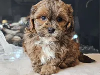Maverick , a male Shihpoo for sale in Boyden, IA – Photo 1 of 10