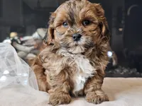 Maverick , a male Shihpoo for sale in Boyden, IA – Photo 4 of 10