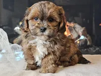 Maverick , a male Shihpoo for sale in Boyden, IA – Photo 7 of 10
