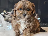 Maverick , a male Shihpoo for sale in Boyden, IA – Photo 10 of 10