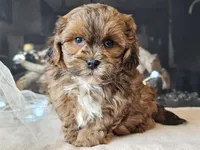Maverick , a male Shihpoo for sale in Boyden, IA – Photo 3 of 10