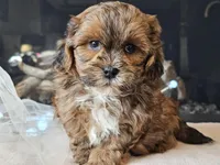 Maverick , a male Shihpoo for sale in Boyden, IA – Photo 6 of 10