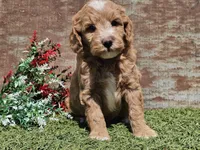 Ian, a male Goldendoodle for sale in Boyden, IA – Photo 10 of 10