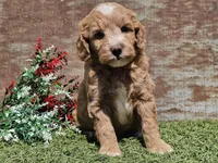 Ian, a male Goldendoodle for sale in Boyden, IA – Photo 8 of 10