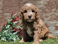 Ian, a male Goldendoodle for sale in Boyden, IA – Photo 4 of 10