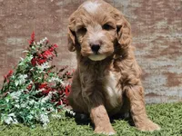Ian, a male Goldendoodle for sale in Boyden, IA – Photo 5 of 10