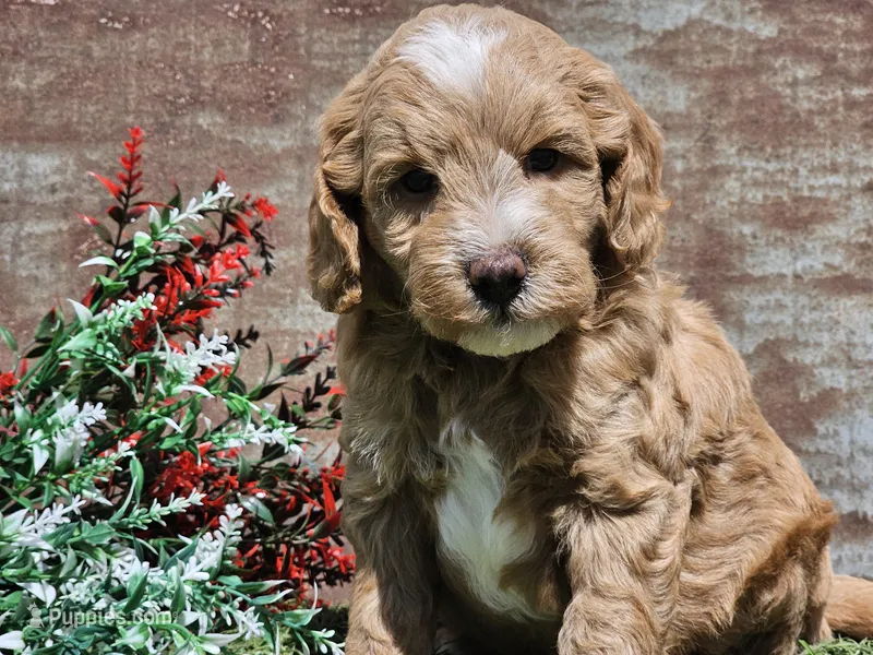Ian – Goldendoodle puppy for sale in Boyden, IA