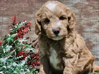 Ian, a male Goldendoodle for sale in Boyden, IA – Photo 1 of 10