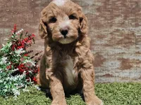 Ian, a male Goldendoodle for sale in Boyden, IA – Photo 6 of 10