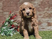Ian, a male Goldendoodle for sale in Boyden, IA – Photo 9 of 10