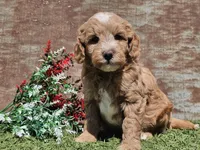 Ian, a male Goldendoodle for sale in Boyden, IA – Photo 7 of 10