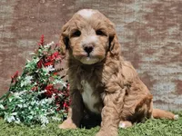 Ian, a male Goldendoodle for sale in Boyden, IA – Photo 2 of 10