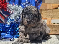 Klio, a male Bernedoodle for sale in Boyden, IA – 7 of 10