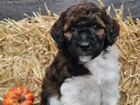 Sasha, a female Goldendoodle for sale in Boyden, IA – 9 of 10