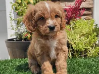 Gideon, a male Cavapoo for sale in Boyden, IA – 1 of 10