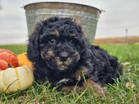 Bear, a male Havapoo for sale in Boyden, IA – 4 of 10
