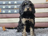 Colby, a male Goldendoodle for sale in Boyden, IA – Photo 6 of 10