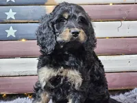 Colby, a male Goldendoodle for sale in Boyden, IA – Photo 3 of 10