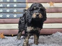 Colby, a male Goldendoodle for sale in Boyden, IA – Photo 4 of 10