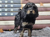 Colby, a male Goldendoodle for sale in Boyden, IA – Photo 7 of 10