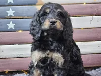 Colby, a male Goldendoodle for sale in Boyden, IA – Photo 2 of 10