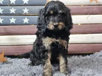 Colby, a male Goldendoodle for sale in Boyden, IA – Photo 9 of 10