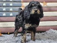 Colby, a male Goldendoodle for sale in Boyden, IA – Photo 5 of 10