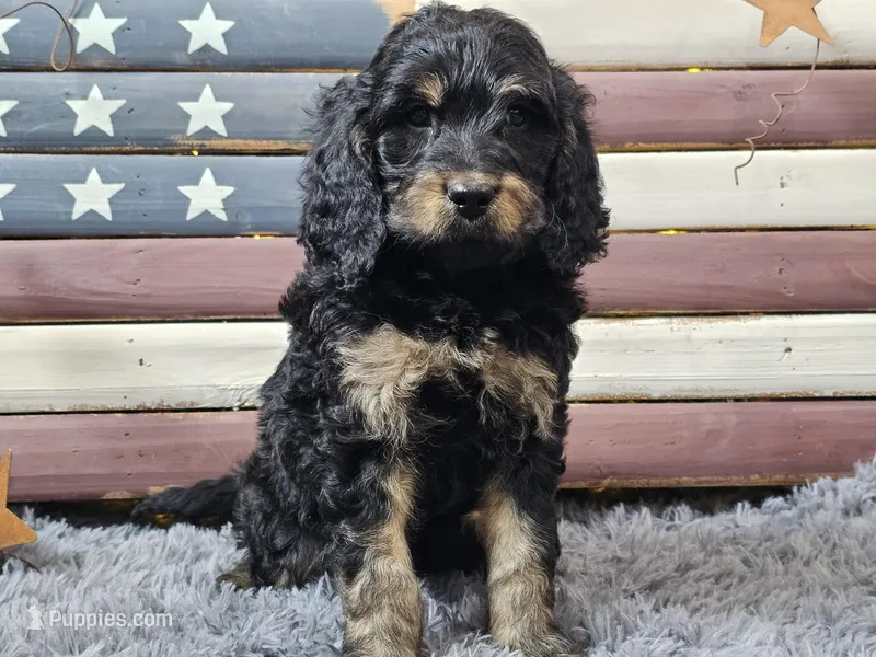 Colby – Goldendoodle puppy for sale in Boyden, IA