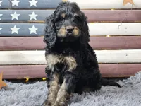 Colby, a male Goldendoodle for sale in Boyden, IA – Photo 8 of 10