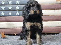 Colby, a male Goldendoodle for sale in Boyden, IA – Photo 10 of 10