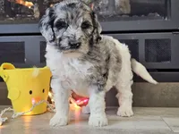 Datzi, a female Goldendoodle for sale in Boyden, IA – Photo 5 of 10