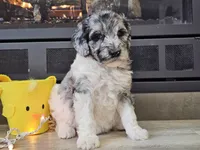 Datzi, a female Goldendoodle for sale in Boyden, IA – Photo 10 of 10