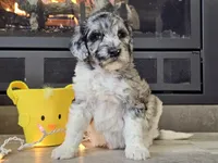 Datzi, a female Goldendoodle for sale in Boyden, IA – Photo 4 of 10