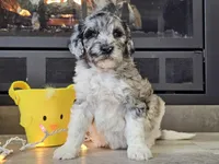 Datzi, a female Goldendoodle for sale in Boyden, IA – Photo 3 of 10