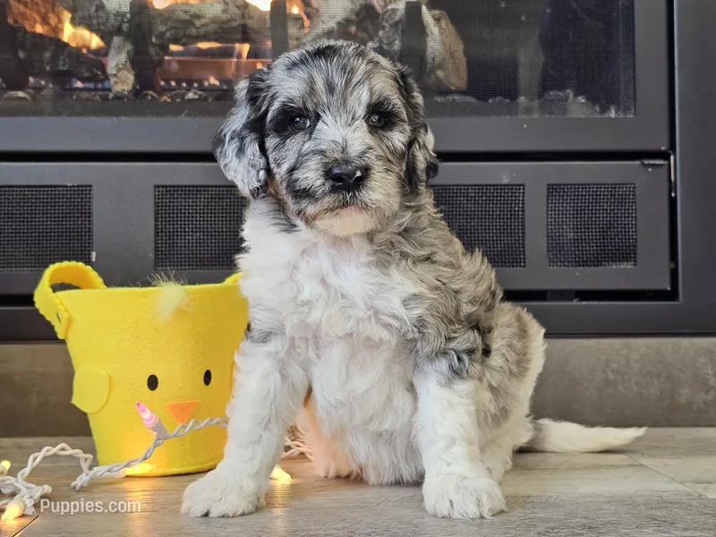Datzi – Goldendoodle puppy for sale in Boyden, IA