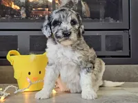 Datzi, a female Goldendoodle for sale in Boyden, IA – Photo 1 of 10