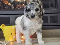 Datzi, a female Goldendoodle for sale in Boyden, IA – Photo 7 of 10