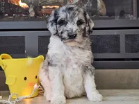 Datzi, a female Goldendoodle for sale in Boyden, IA – Photo 8 of 10