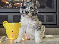 Datzi, a female Goldendoodle for sale in Boyden, IA – Photo 2 of 10