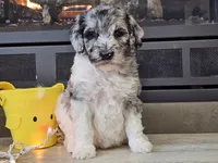 Datzi, a female Goldendoodle for sale in Boyden, IA – Photo 9 of 10