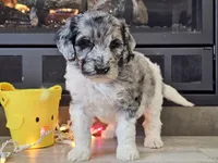 Datzi, a female Goldendoodle for sale in Boyden, IA – Photo 6 of 10