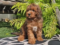 Stitch, a male Miniature Bernedoodle for sale in Boyden, IA – 6 of 10