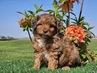 Jamie, a male Miniature Aussiedoodle for sale in Boyden, IA – 3 of 10