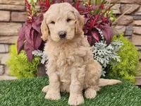 Walter, a male Goldendoodle for sale in Boyden, IA – 7 of 10