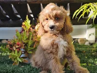 Gideon, a male Cavapoo for sale in Boyden, IA – 7 of 10